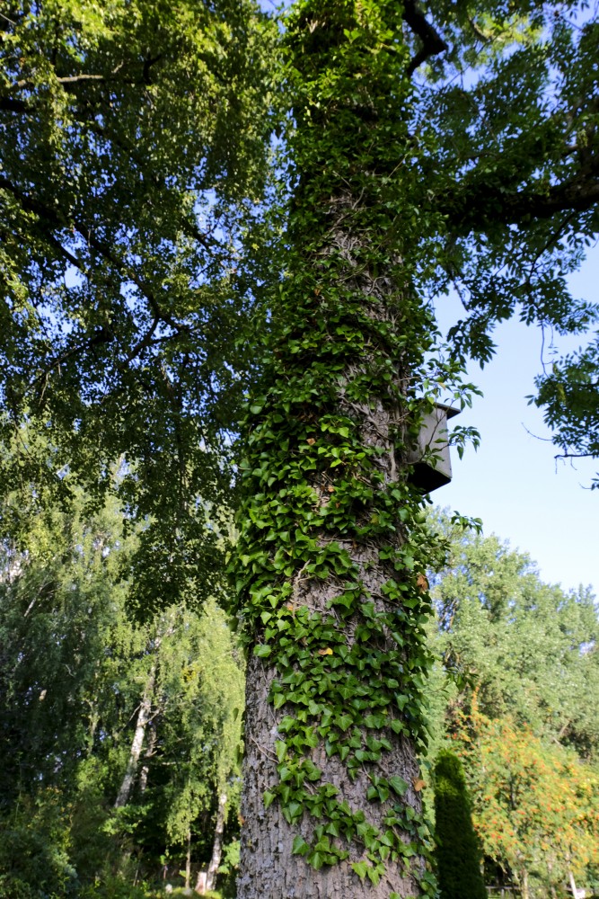 Ivy on Tree
