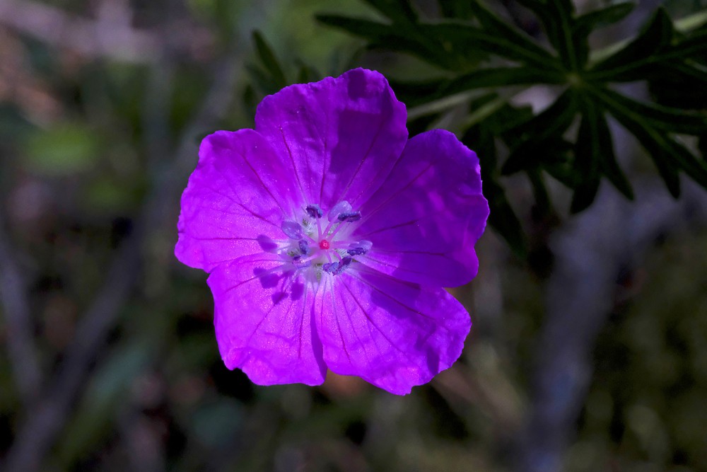 Asinssārtā gandrene