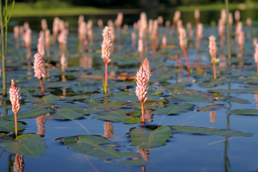 Persicaria amphibia (Water smartweed)