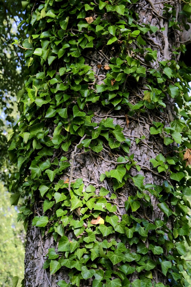 Tree Trunk Overgrown withIivy