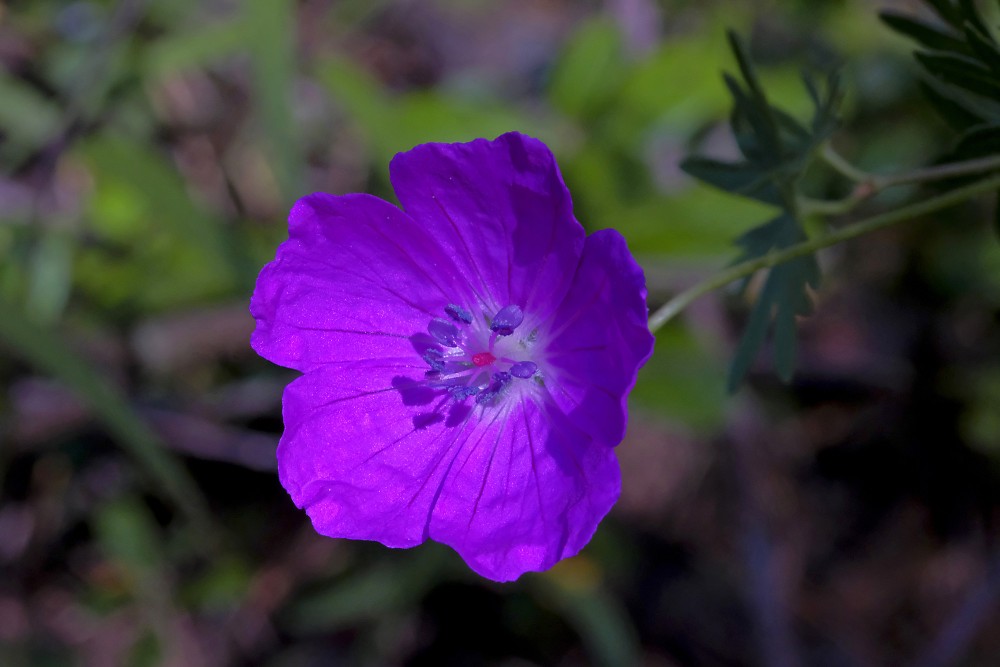 Asinssārtā gandrene