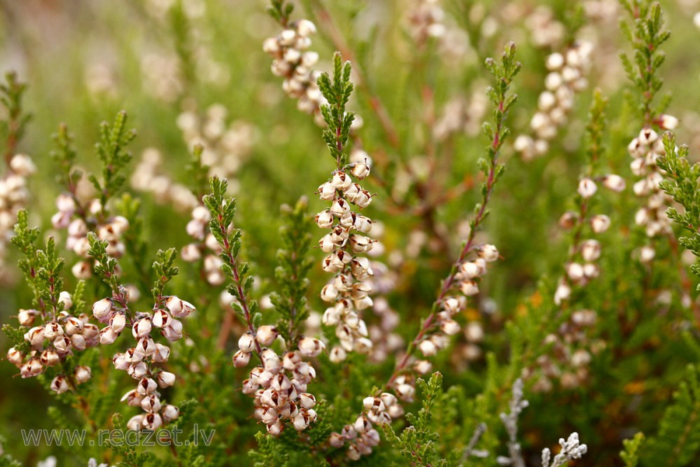 Sila virsis (Calluna vulgaris)