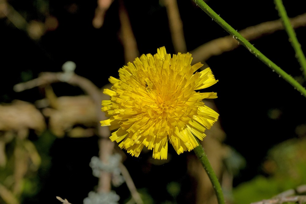 Rough hawkbit