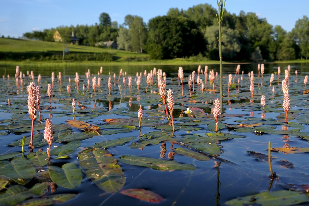 Water knotweed