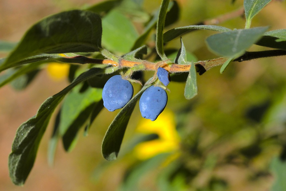 Pallasa sausserdis Pallasa sausserdis