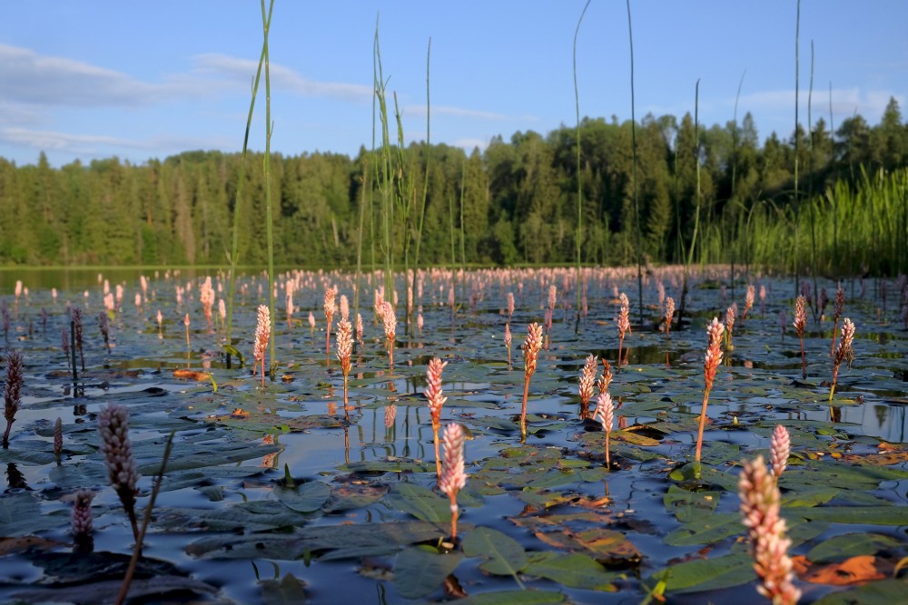 Longroot smartweed