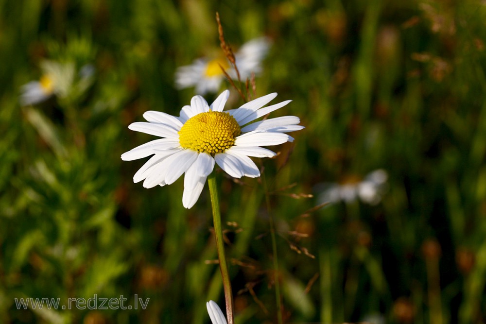 Oxeye Daisy