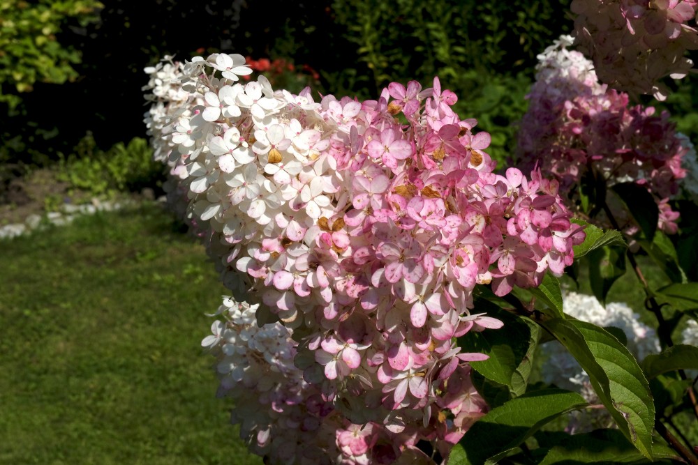Panicled Hydrangea