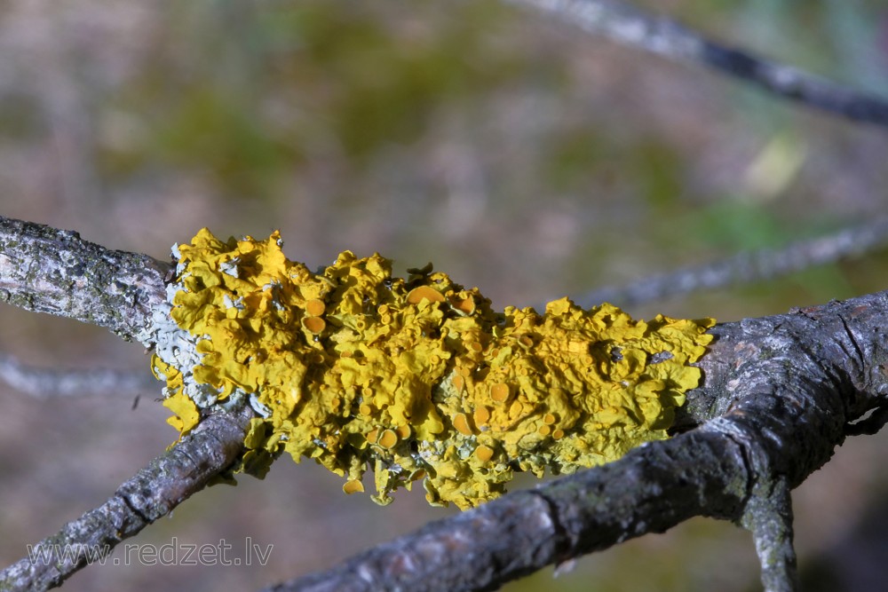 Yellow scale