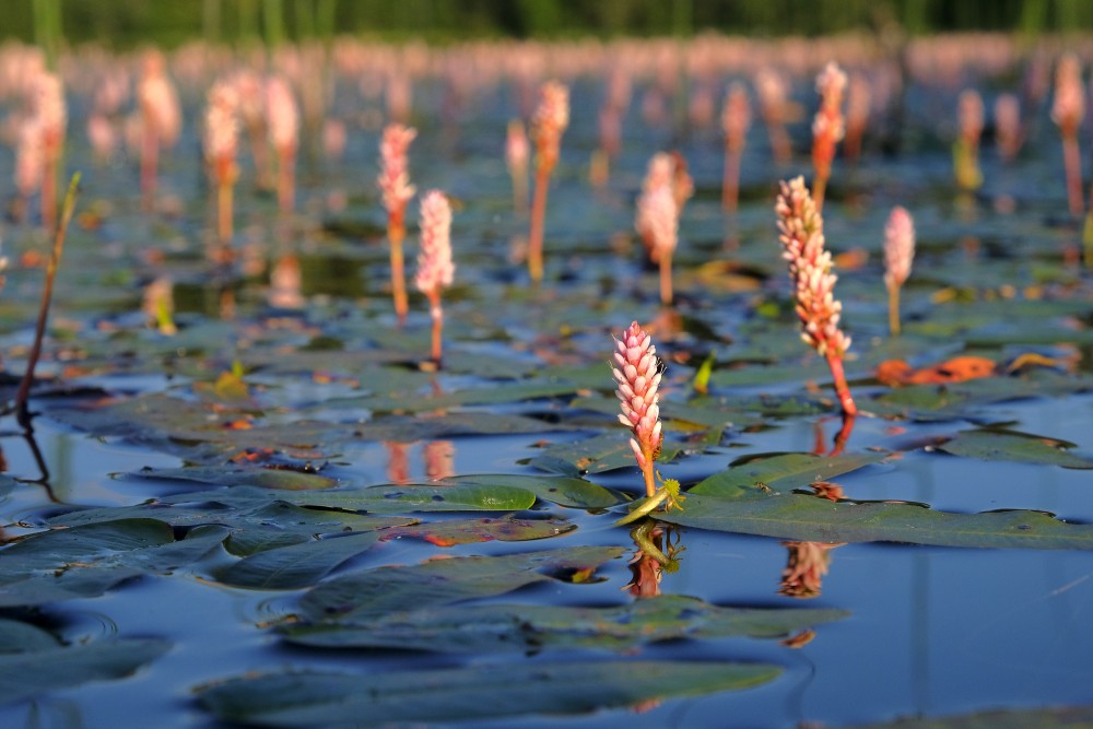 Water smartweed