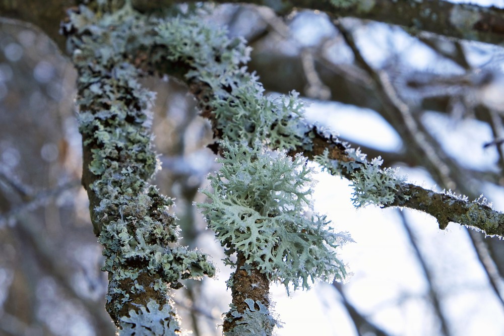 Lichens on Tree Branches