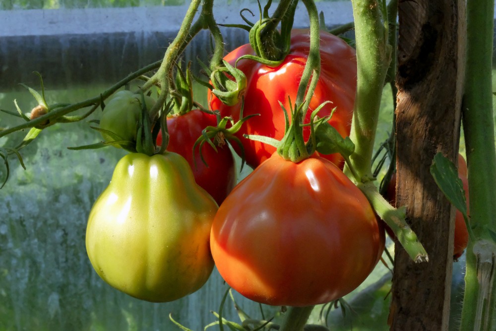 Tomato Berries