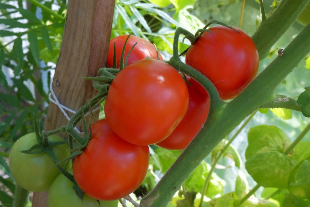 Red Tomatoes