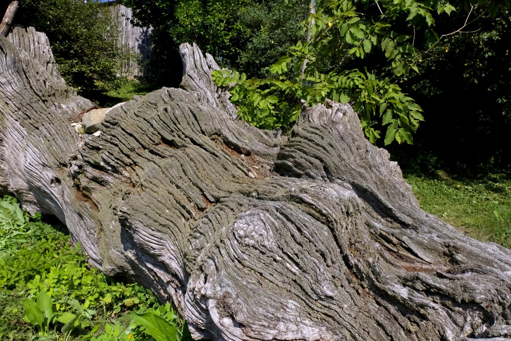 Fallen Oak Trunk