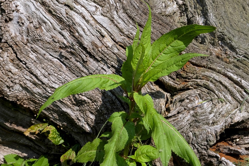 Fallen Oak Tree and New Himalayan Balsam