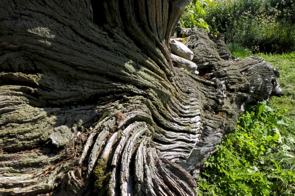 Oak Bark Texture