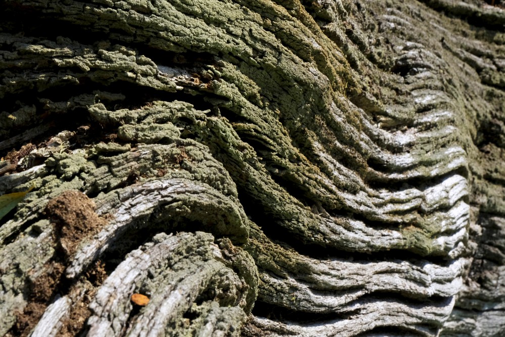 Oak Bark Texture