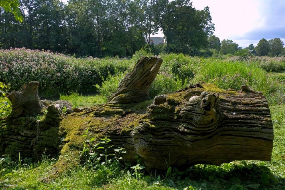 Fallen Giant and Himalayan Balsam Field