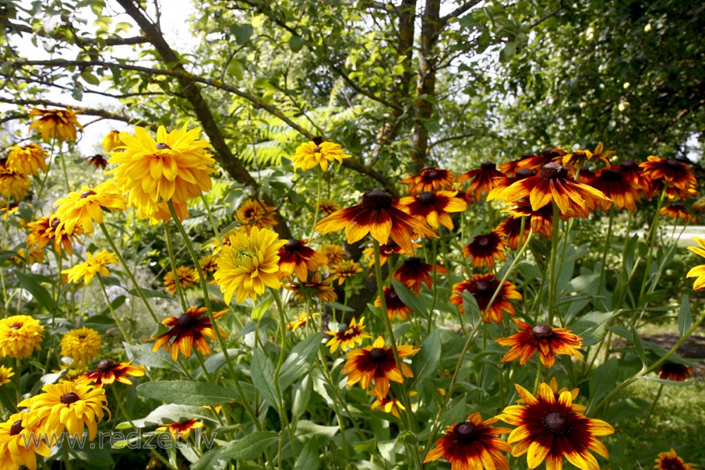 Pūkainā rudbekija