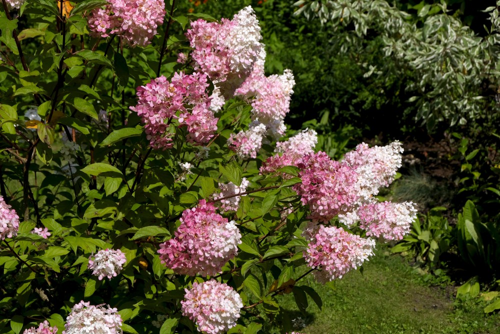 Skarainā hortenzija pilnos ziedos