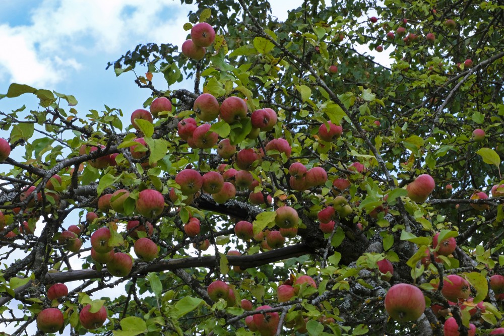 Apples in Apple Tree 'Cukuriņš'