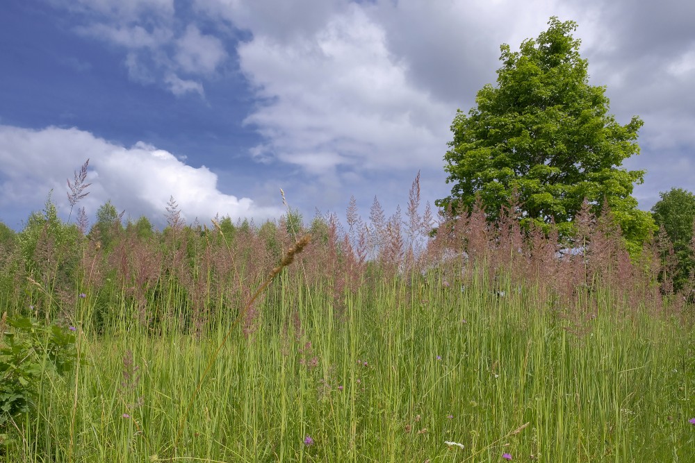 Calamagrostis (reed grass or smallweed)