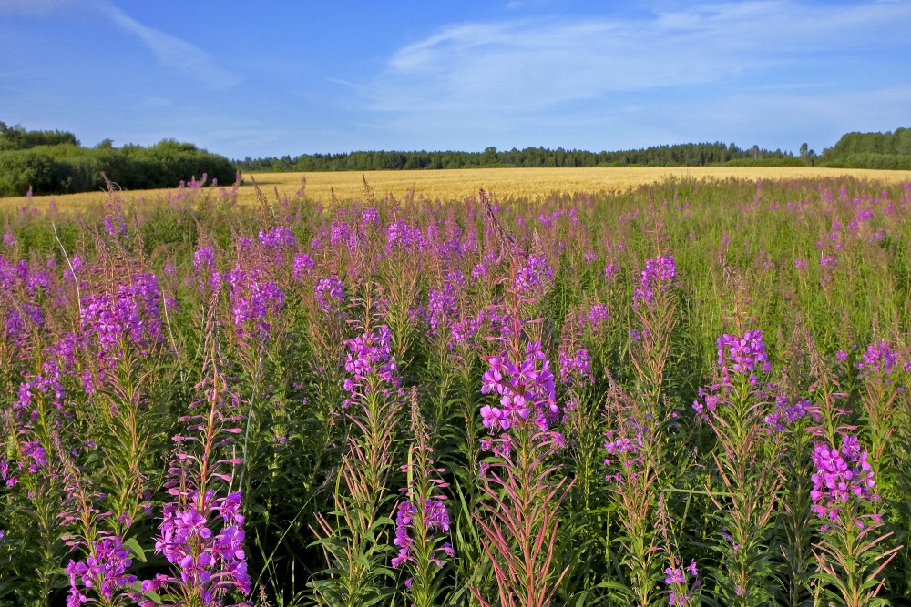 Ainava ar šaurlapu ugunspuķi