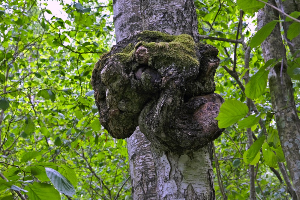 Māzers uz bērza stumbra