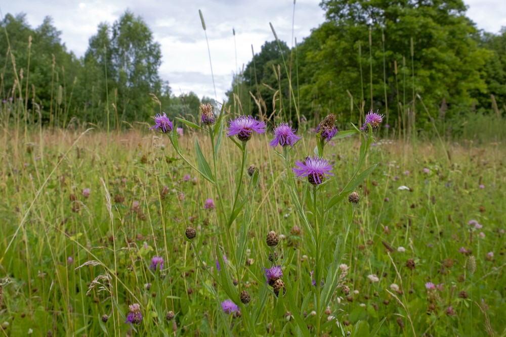 Centaurea jacea