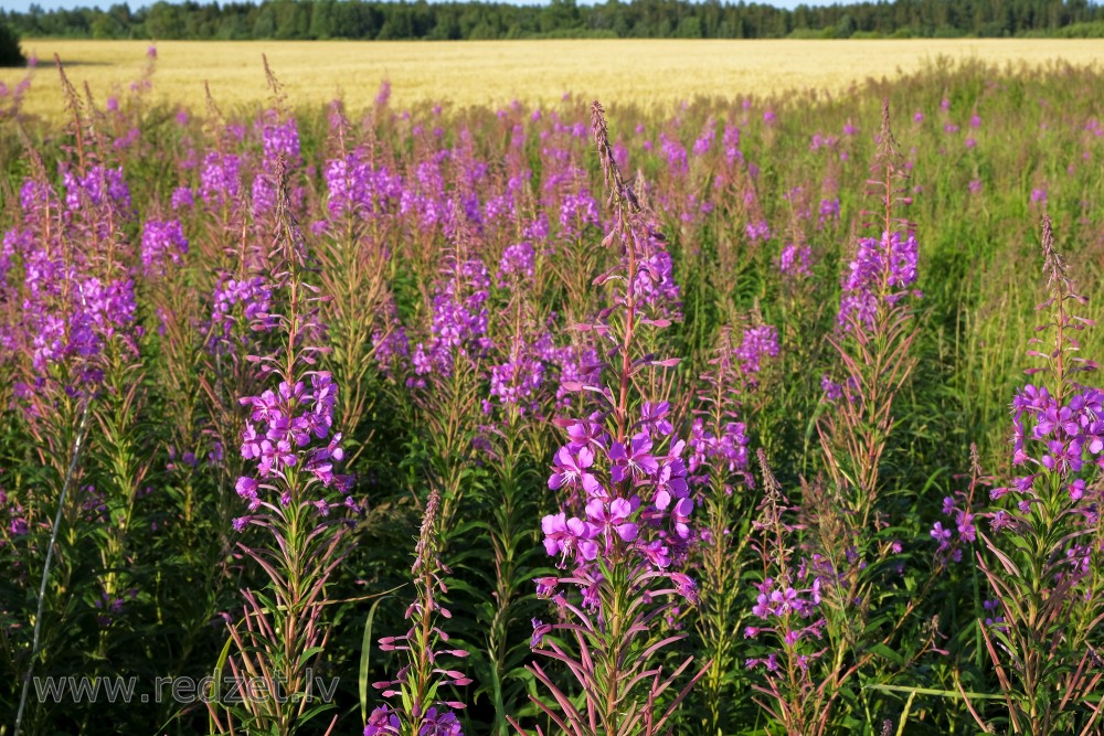 Šaurlapu ugunspuķes blakus labības laukam