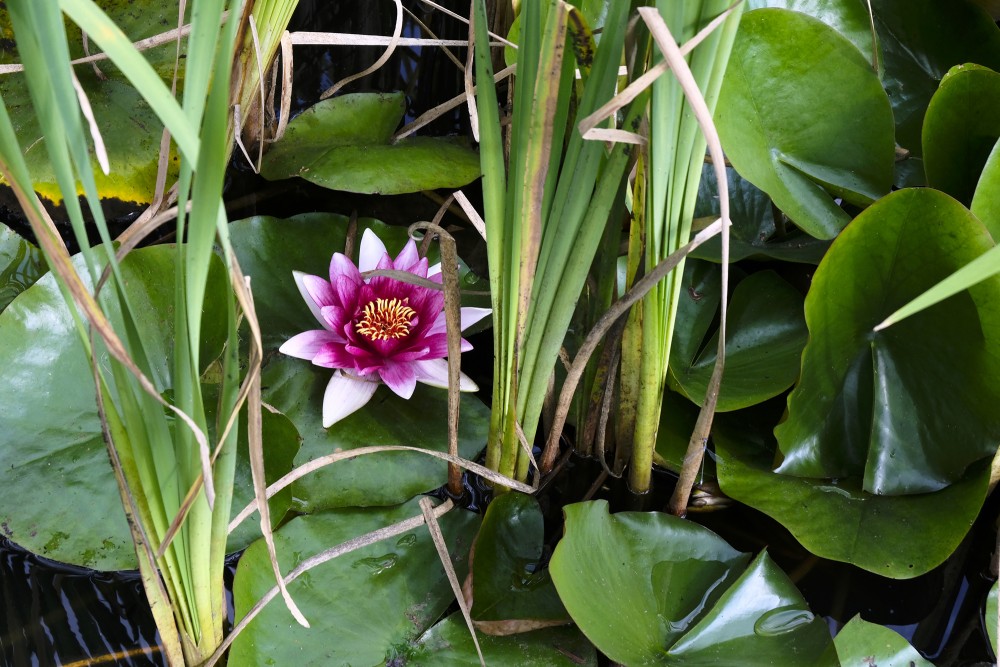 Pink Water Lily