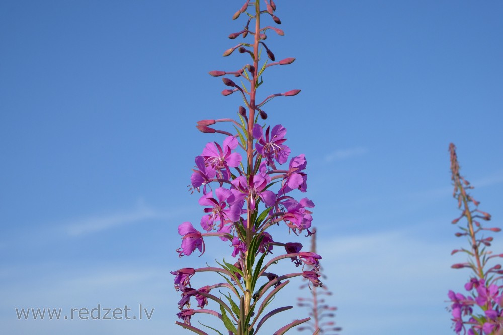 Šaurlapu ugunspuķes tuvplāns