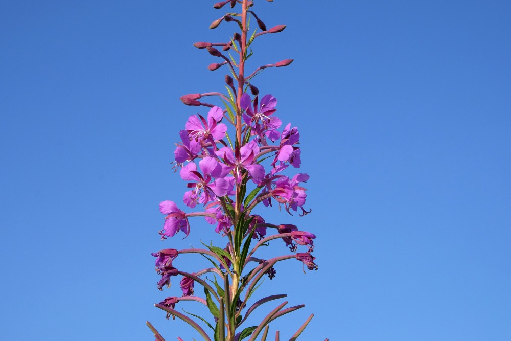 Ugunspuķes tuvplāns