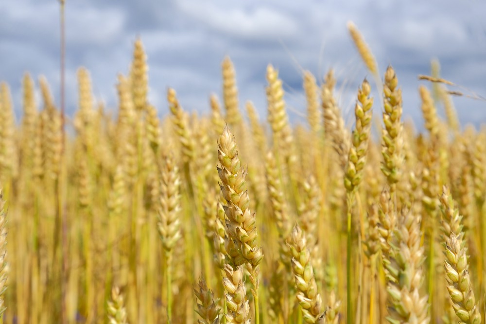 Wheat Ear