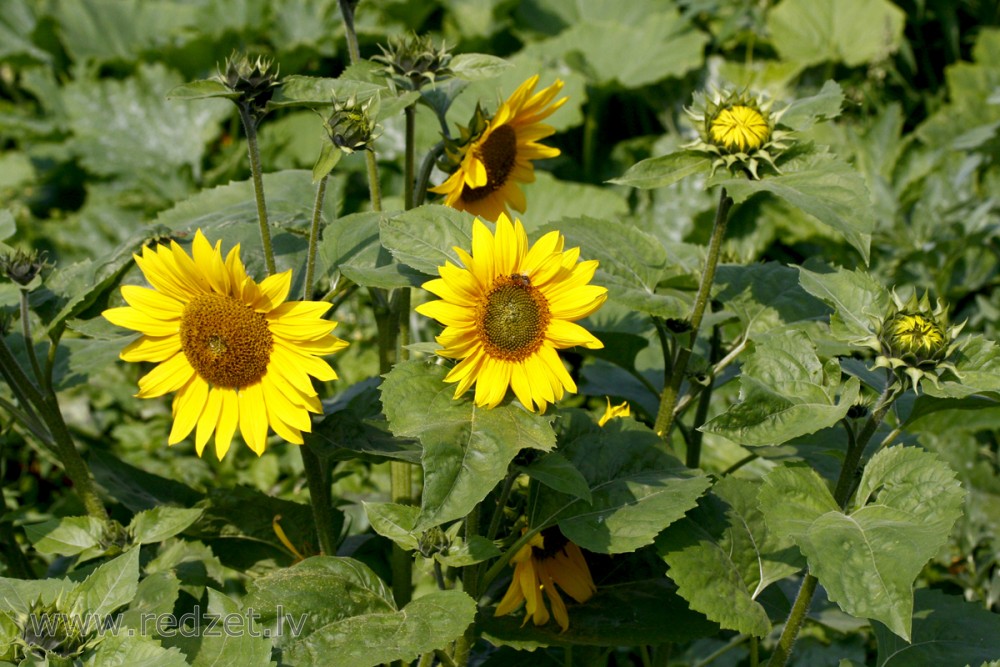 Common sunflower