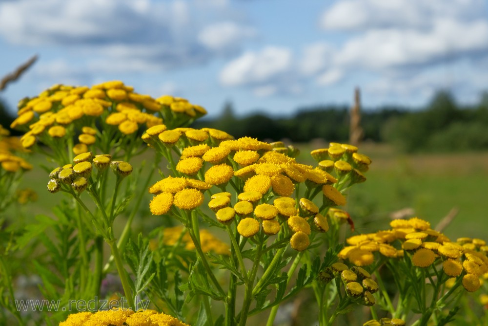 Tansy