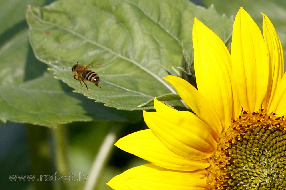 Common sunflower