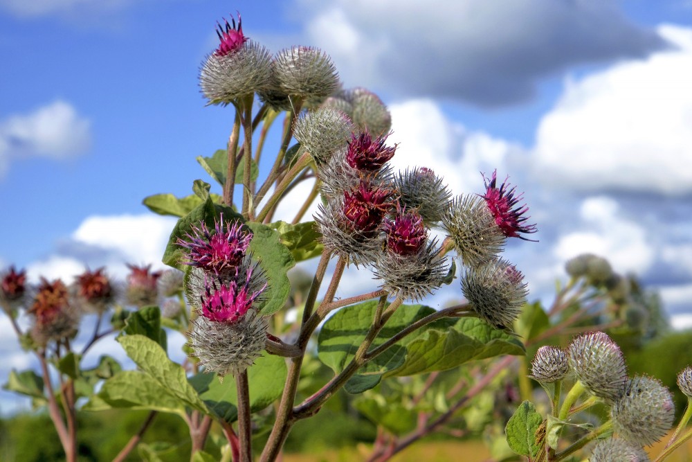 Pūkainais diždadzis Pūkainais diždadzis