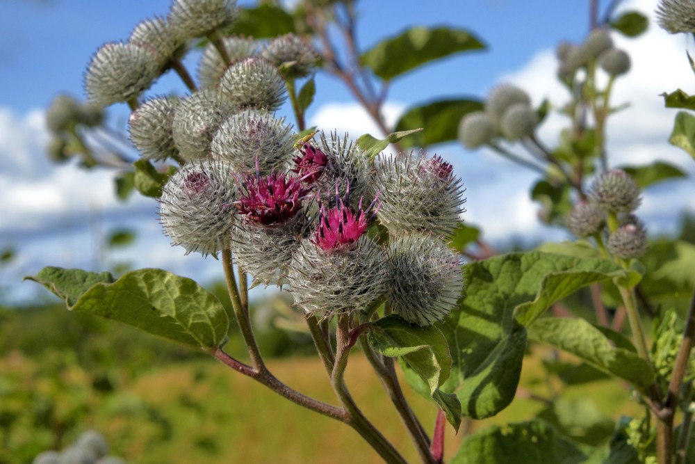 Pūkainais diždadzis