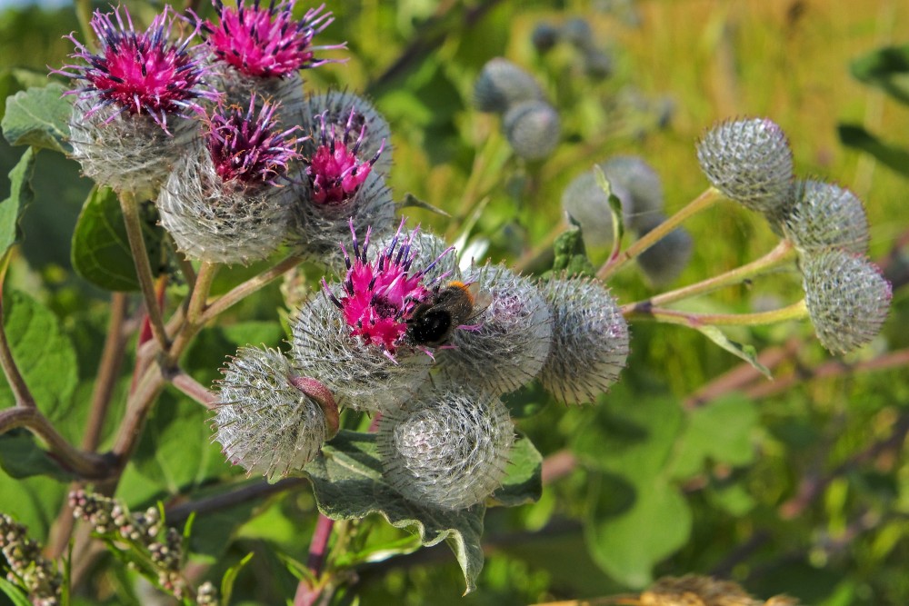 Pūkainais diždadzis