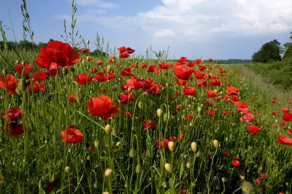 Landscape With Poppies