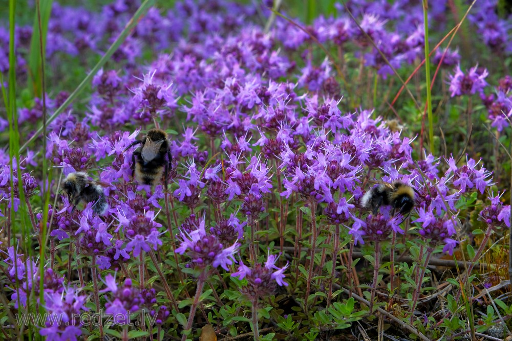 Mazais mārsils un zemes parazītkamenes