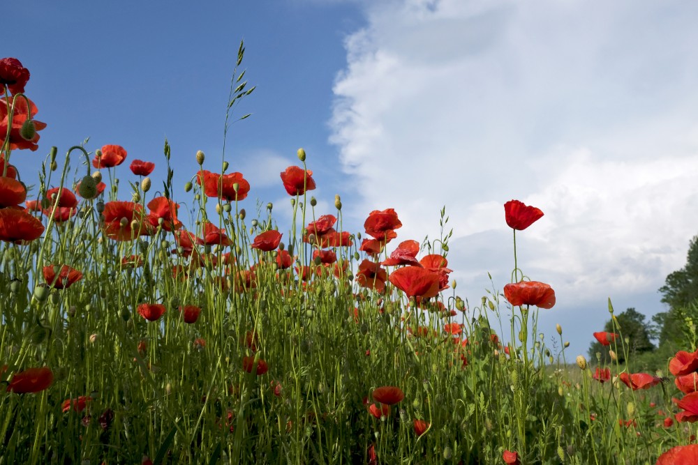 Flowering Poppies