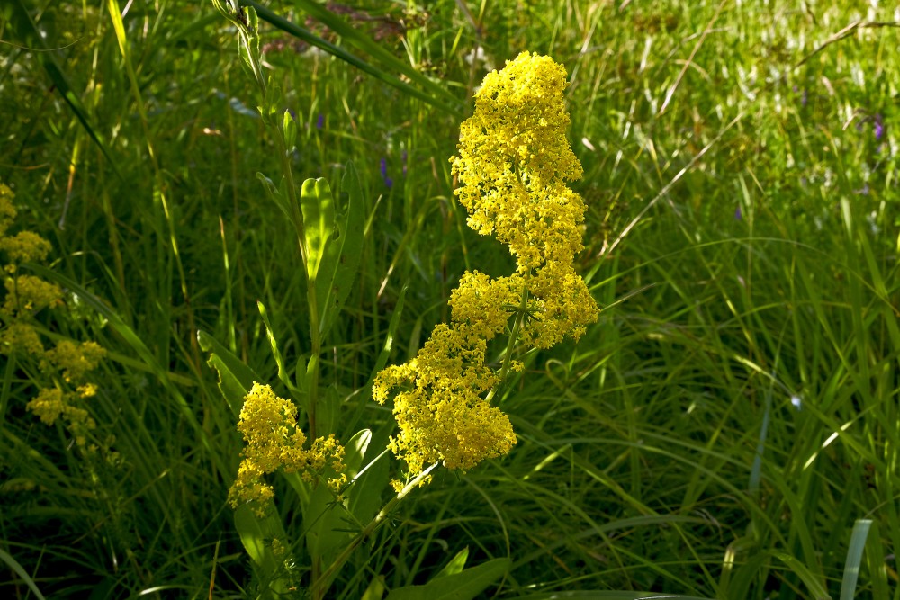 Lady's bedstraw