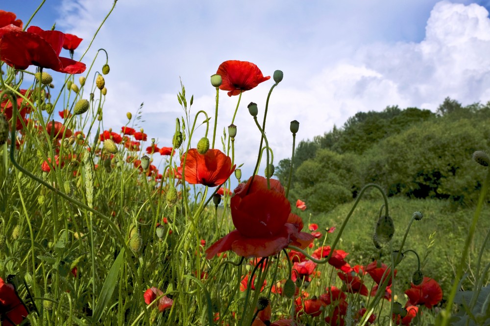 Long-headed Poppy