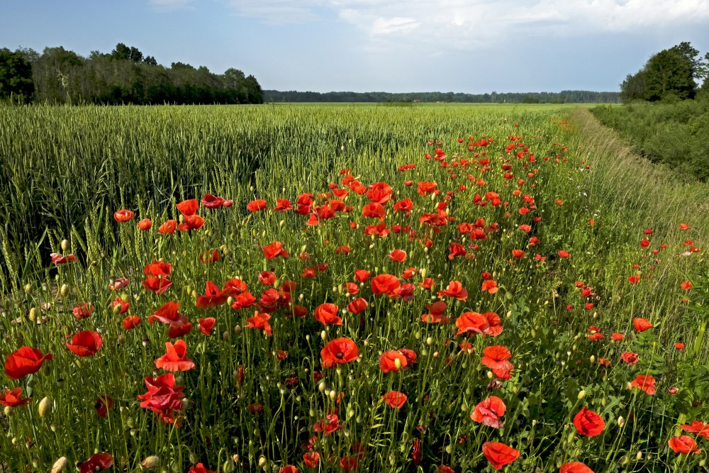 Landscape With Poppies and Wheat