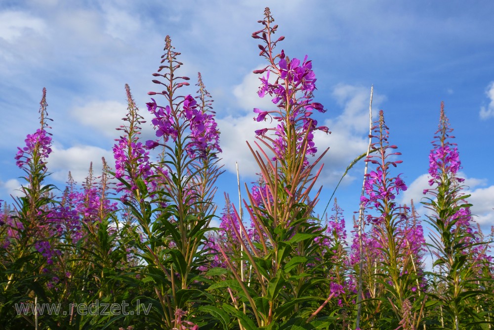 Šaurlapu ugunspuķe