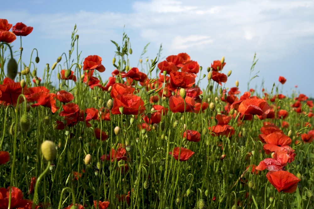 Flowering Poppies