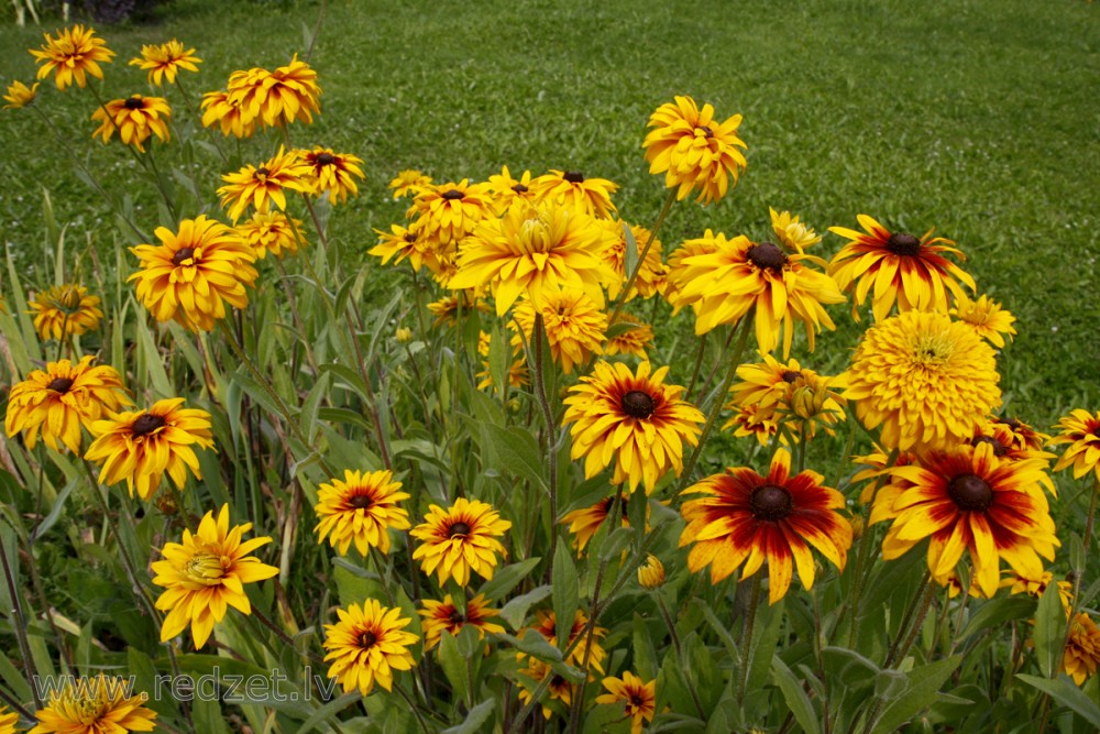 Pūkainā rudbekija