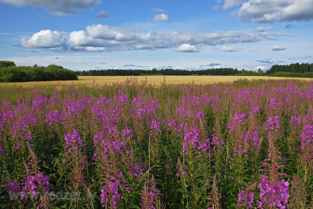 Landscape with Fireweed